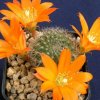 Rebutia_walteri